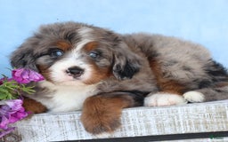 Mini Bernedoodle dogs for sale: Lonni - Image 3