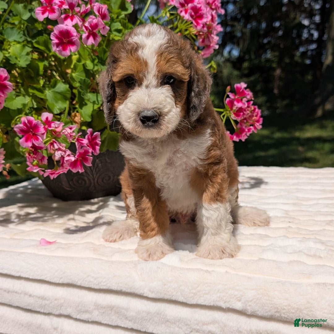 Mini Bernedoodle dogs for sale: Shiloh - Image 6