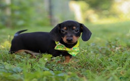 Miniature Dachshund dogs for sale: Jordan - Image 7