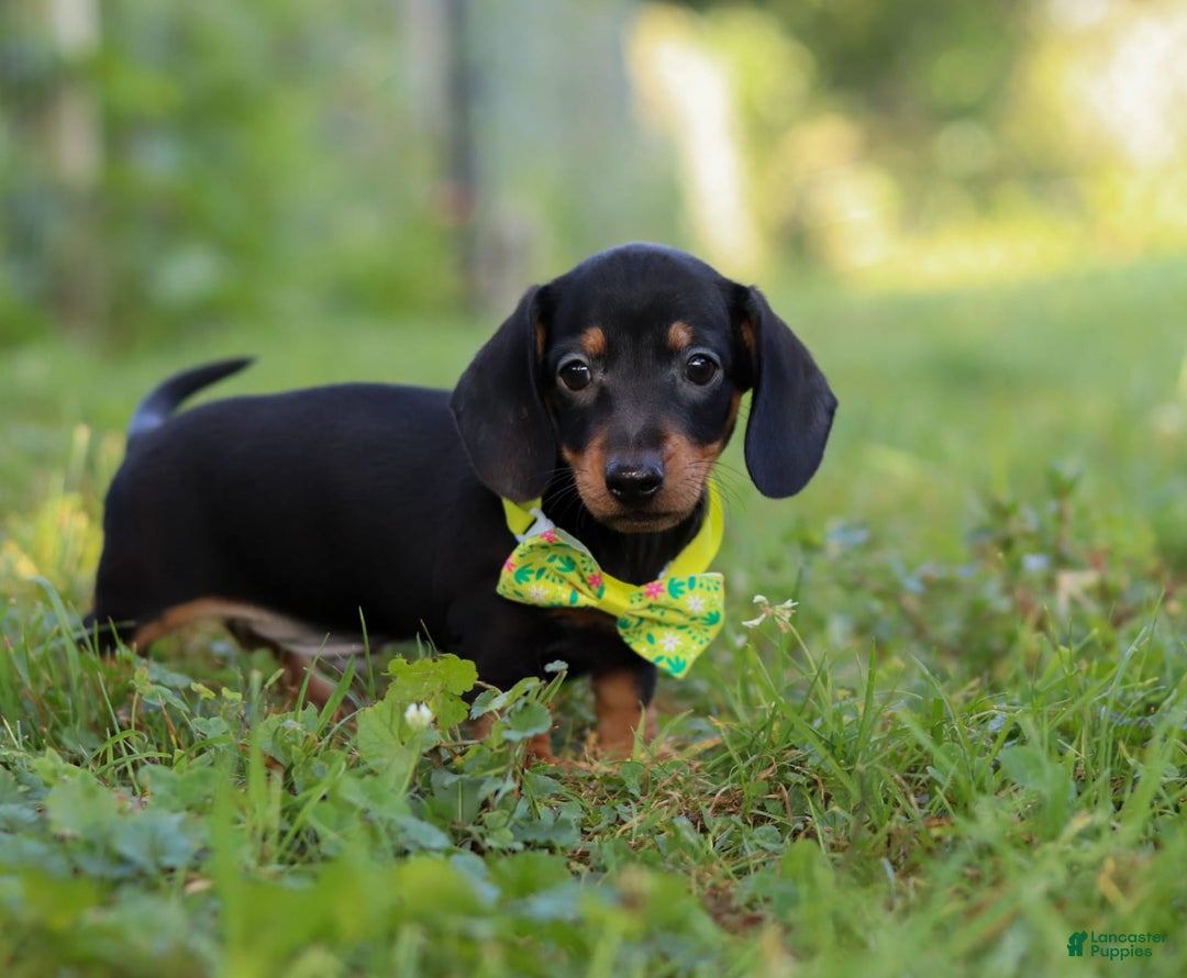 Miniature Dachshund dogs for sale: Jordan - Image 7