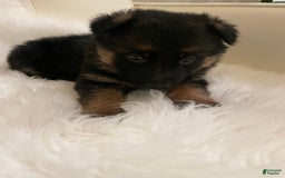 German Shepherd dogs for sale: 4 - Image 2