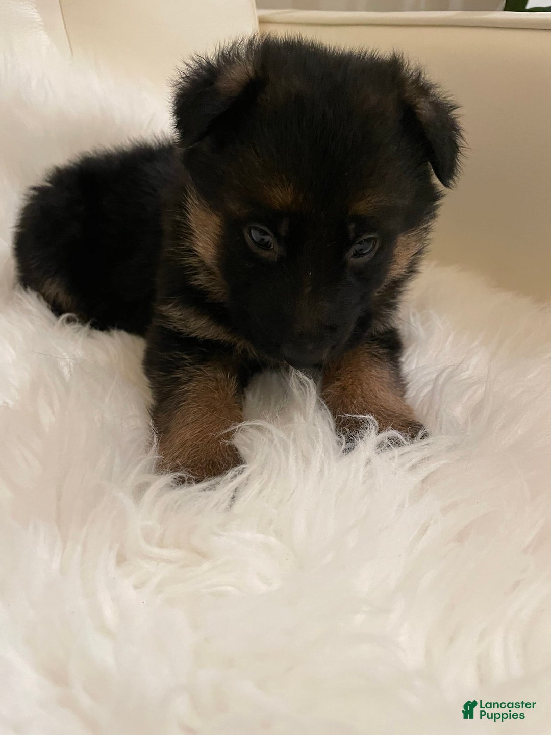 German Shepherd dogs for sale: 4 - Image 2