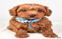 Cockapoo dogs for sale: Nila - Image 5