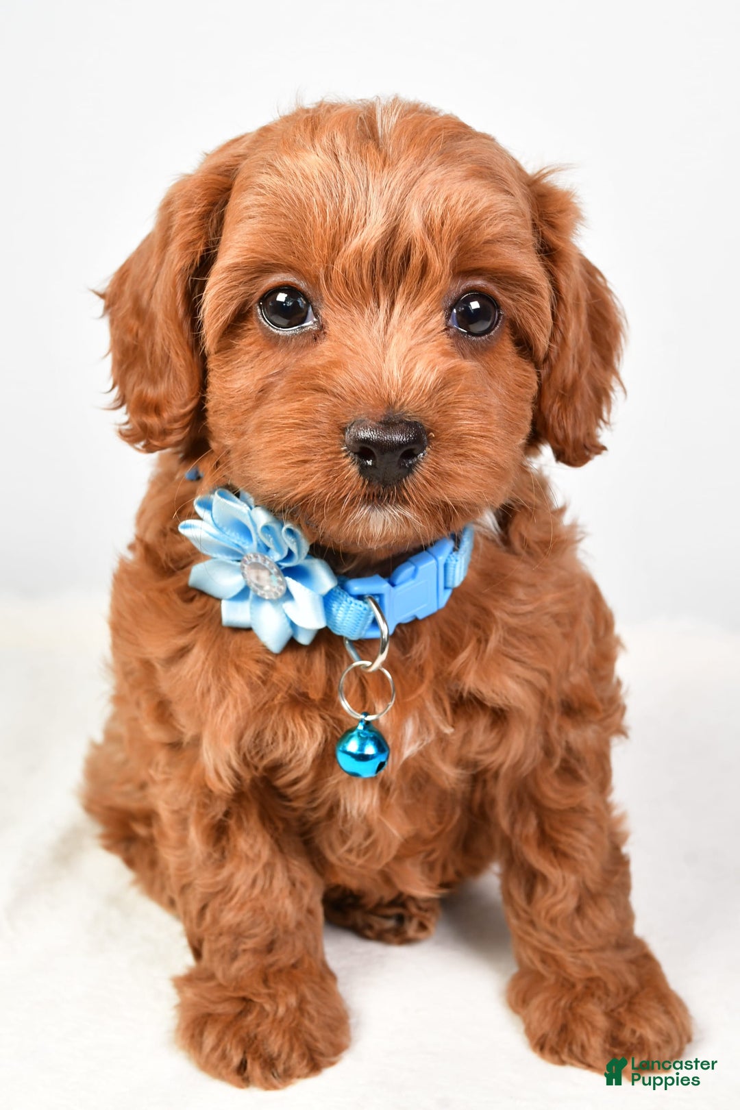 Cockapoo dogs for sale: Nila - Image 5