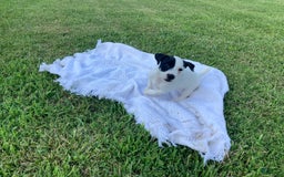 Jack Russell Terrier dogs for sale: Cedric - Image 1