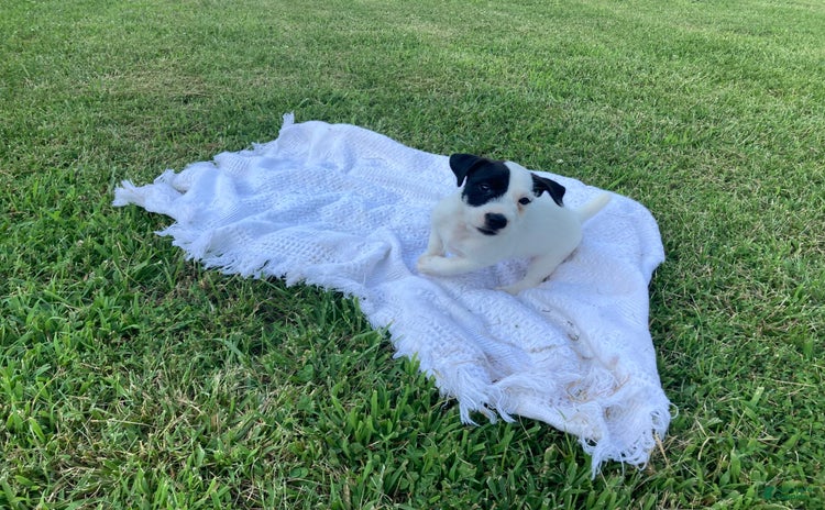 Jack Russell Terrier dogs for sale - Ad 1