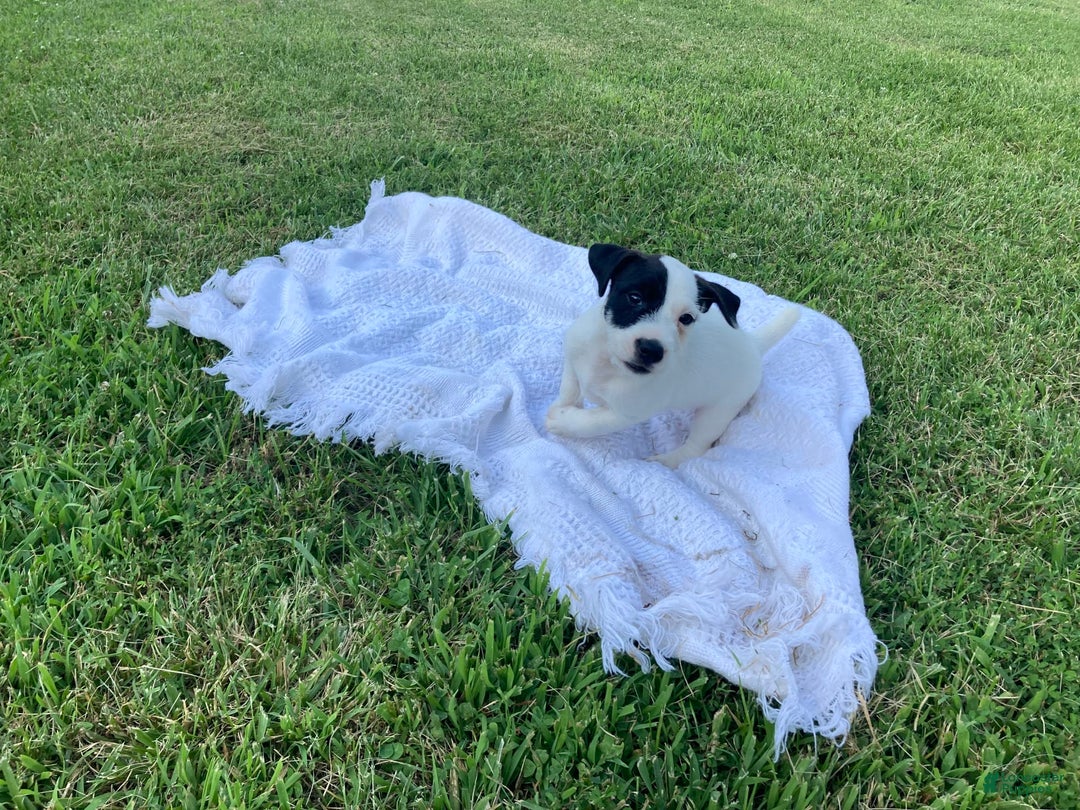 Jack Russell Terrier dogs for sale: Cedric - Image 1