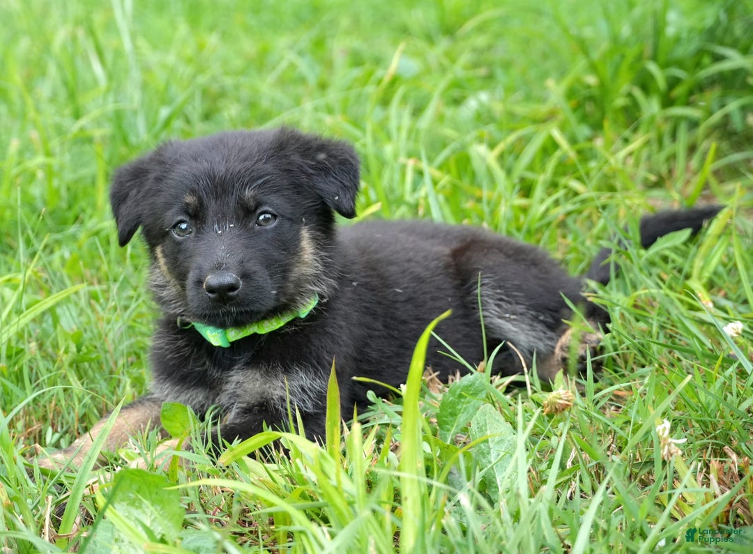 German Shepherd dogs for sale: Green Collar - Image 1