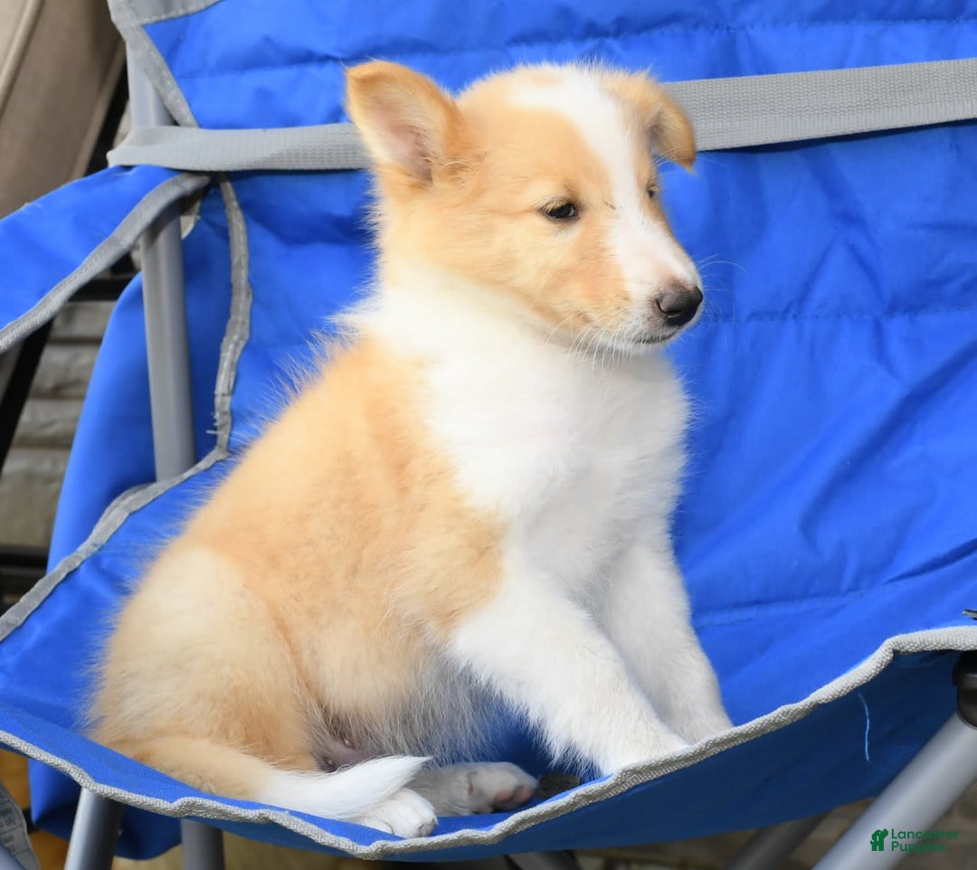 Collie dogs for sale: Parker - Image 2