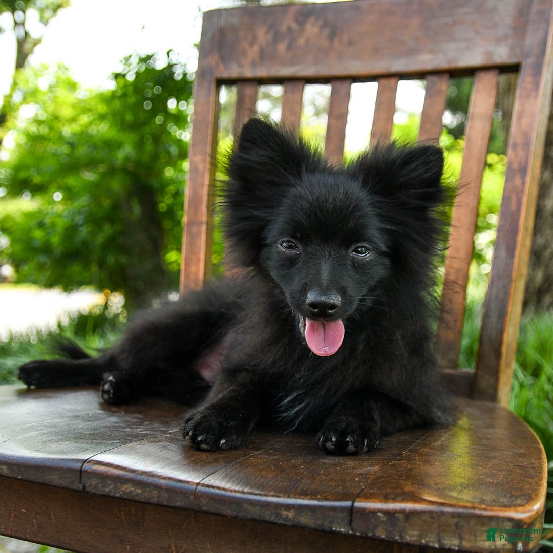 Pomeranian dogs for sale: Midnight - Image 5