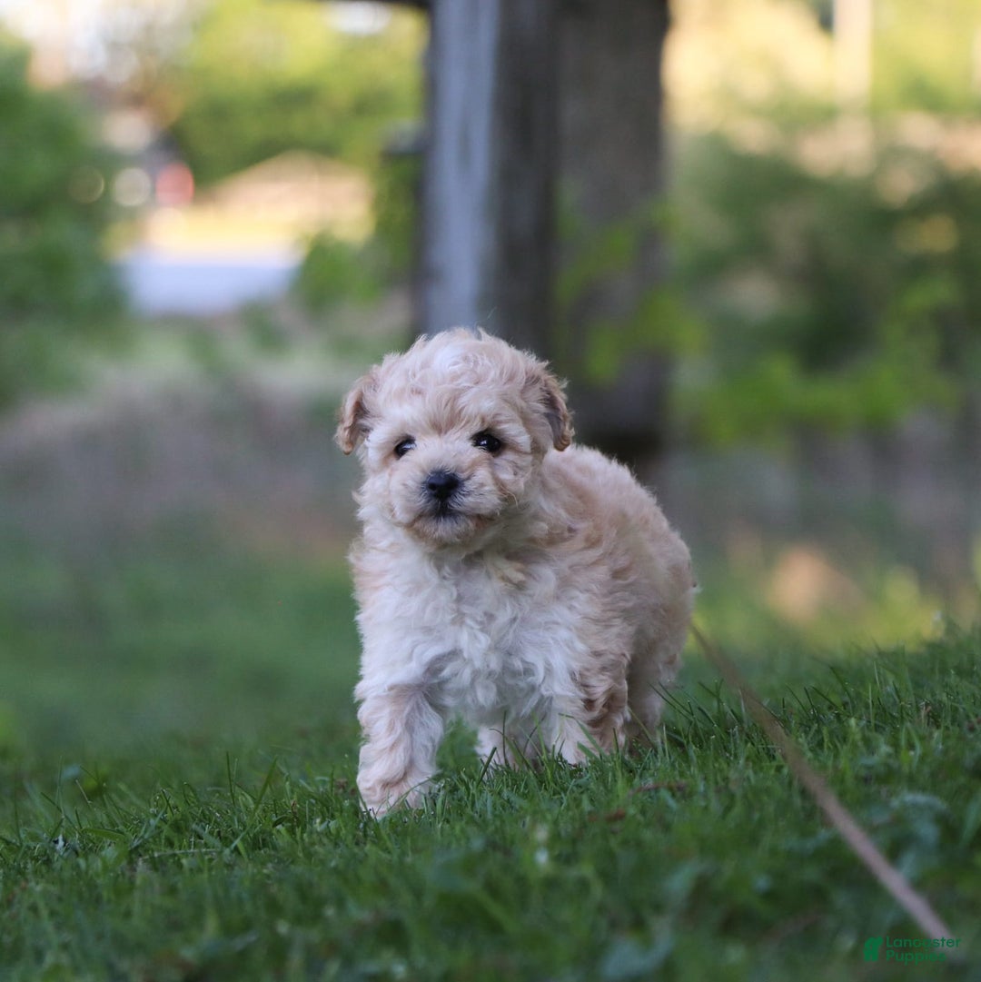 Havapoo dogs for sale: Miley - Image 8