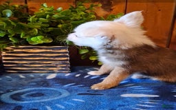 Chinese Crested dogs for sale: Bear - Image 7