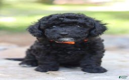 Miniature Poodle dogs for sale: Jax - Image 5