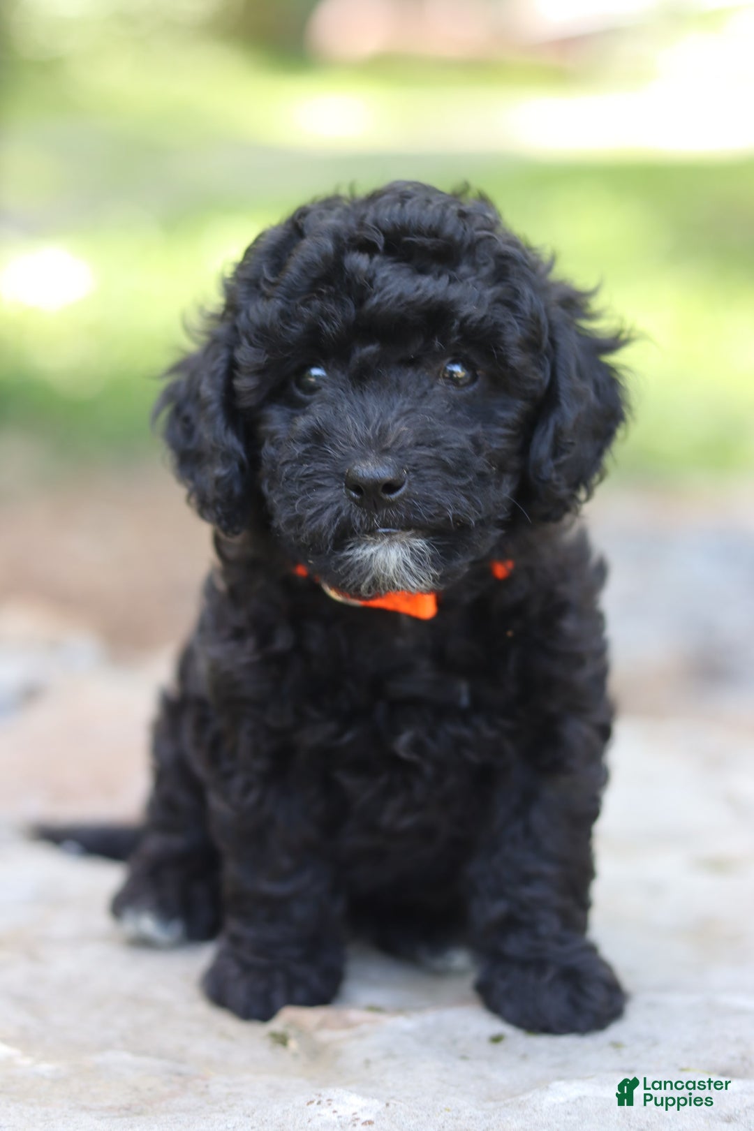 Miniature Poodle dogs for sale: Jax - Image 5