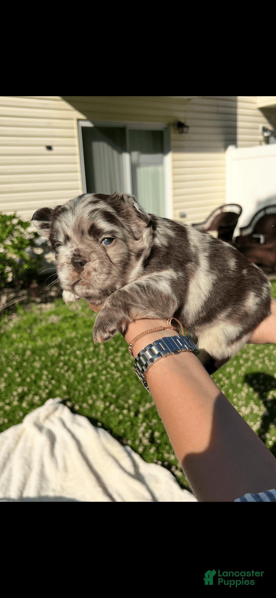 French Bulldog dogs for sale: Sour Patch The Fluffy - Image 8
