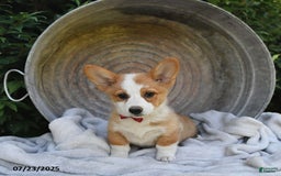Welsh Corgi Pembroke dogs for sale: Aspen - Image 7