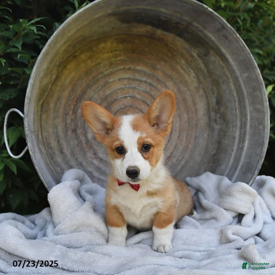 Welsh Corgi Pembroke dogs for sale: Aspen - Image 7
