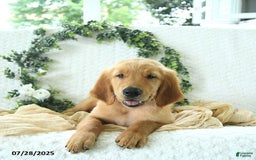 Golden Retriever dogs for sale: Anson - Image 12