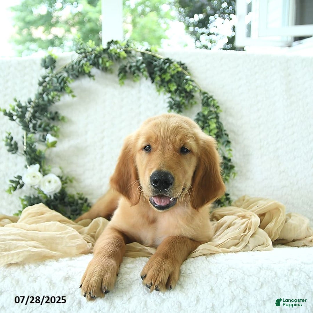 Golden Retriever dogs for sale: Anson - Image 12