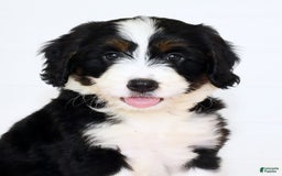 Mini Bernedoodle dogs for sale: Blake - Image 9