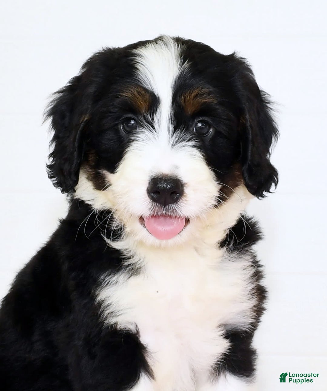 Mini Bernedoodle dogs for sale: Blake - Image 9
