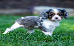 Cavalier King Charles Spaniel dogs for sale: Milo - Image 1