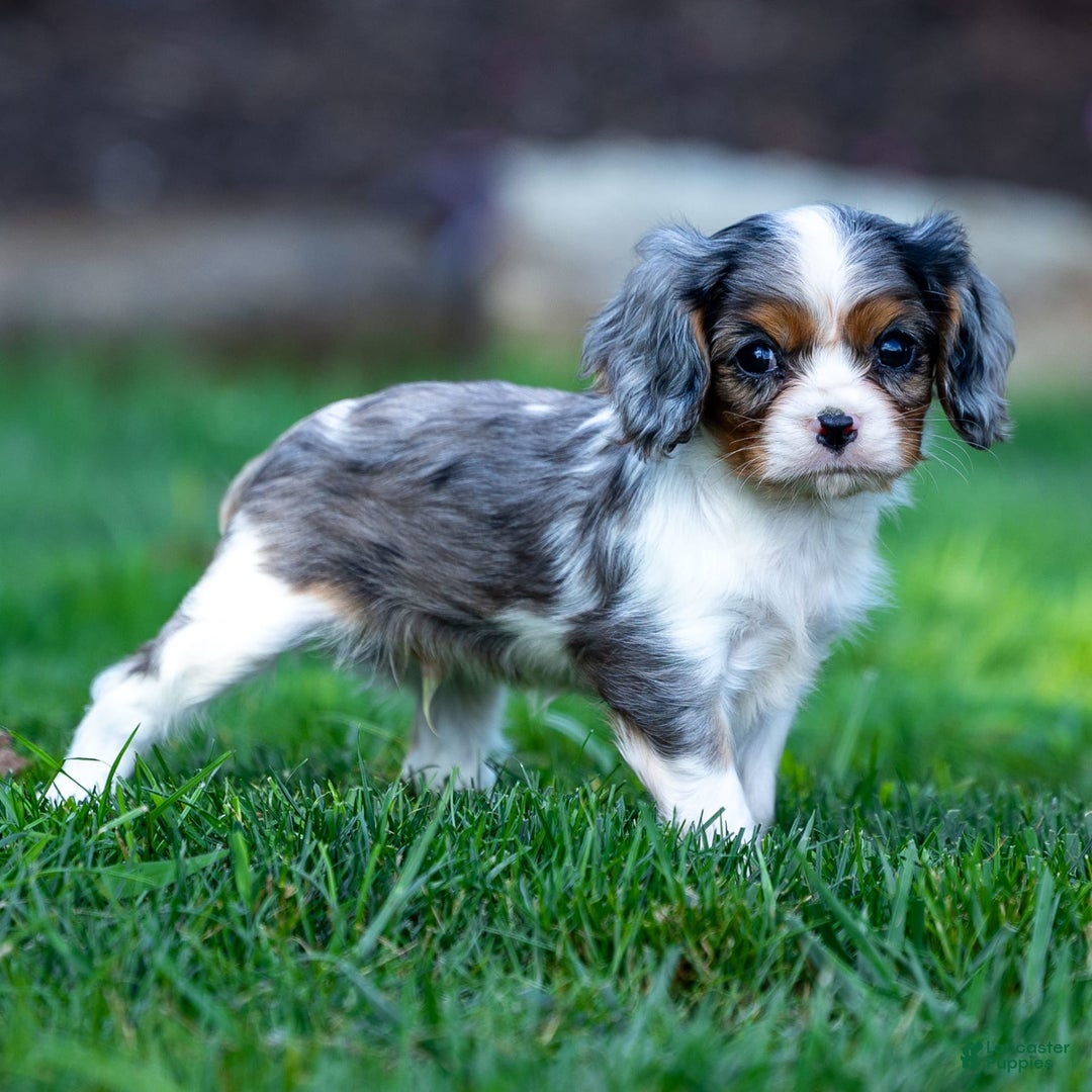 Cavalier King Charles Spaniel dogs for sale: Milo - Image 1