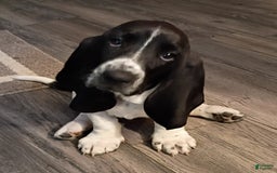 Basset Hound dogs for sale: Shiloh - Image 13