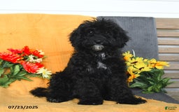 Miniature Poodle dogs for sale: Ophelia - Image 5