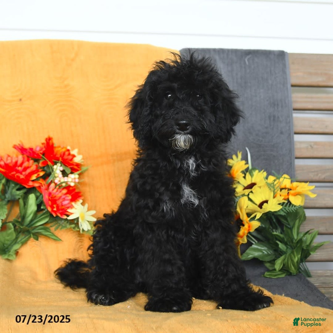 Miniature Poodle dogs for sale: Ophelia - Image 5