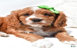 Mini Goldendoodle dogs for sale: Ryder - Image 7