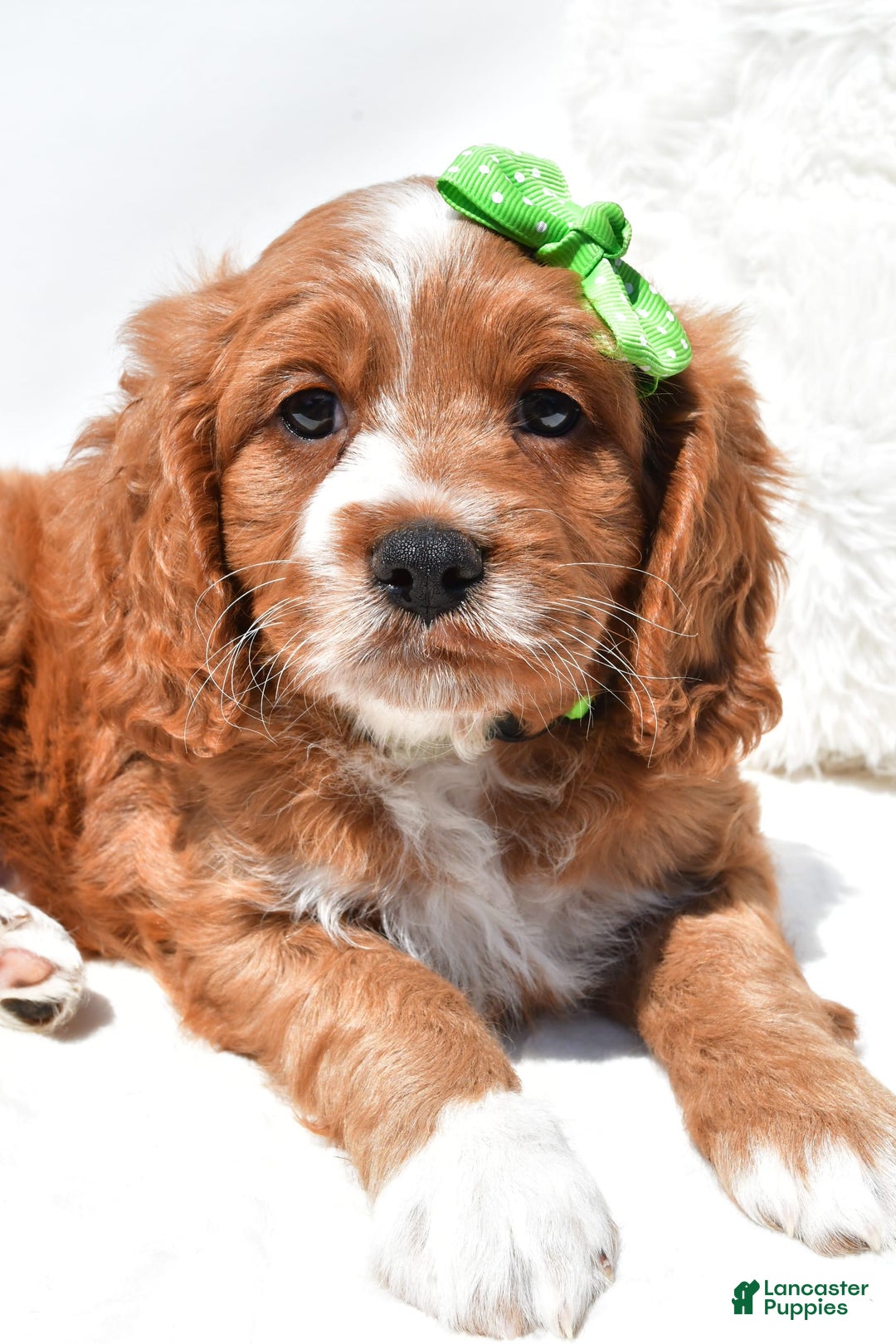 Mini Goldendoodle dogs for sale: Ryder - Image 7