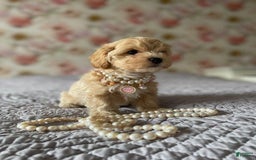 Maltipoo dogs for sale: Cindy - Image 1