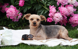 Yorkshire Terrier dogs for sale: Sweetie - Image 12