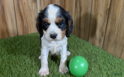 Cavalier King Charles Spaniel dogs for sale: Stardust Boy 2 - Image 5