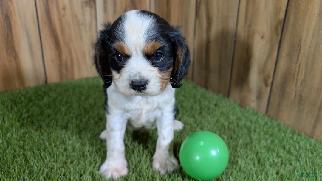 Cavalier King Charles Spaniel dogs for sale: Stardust Boy 2 - Image 5