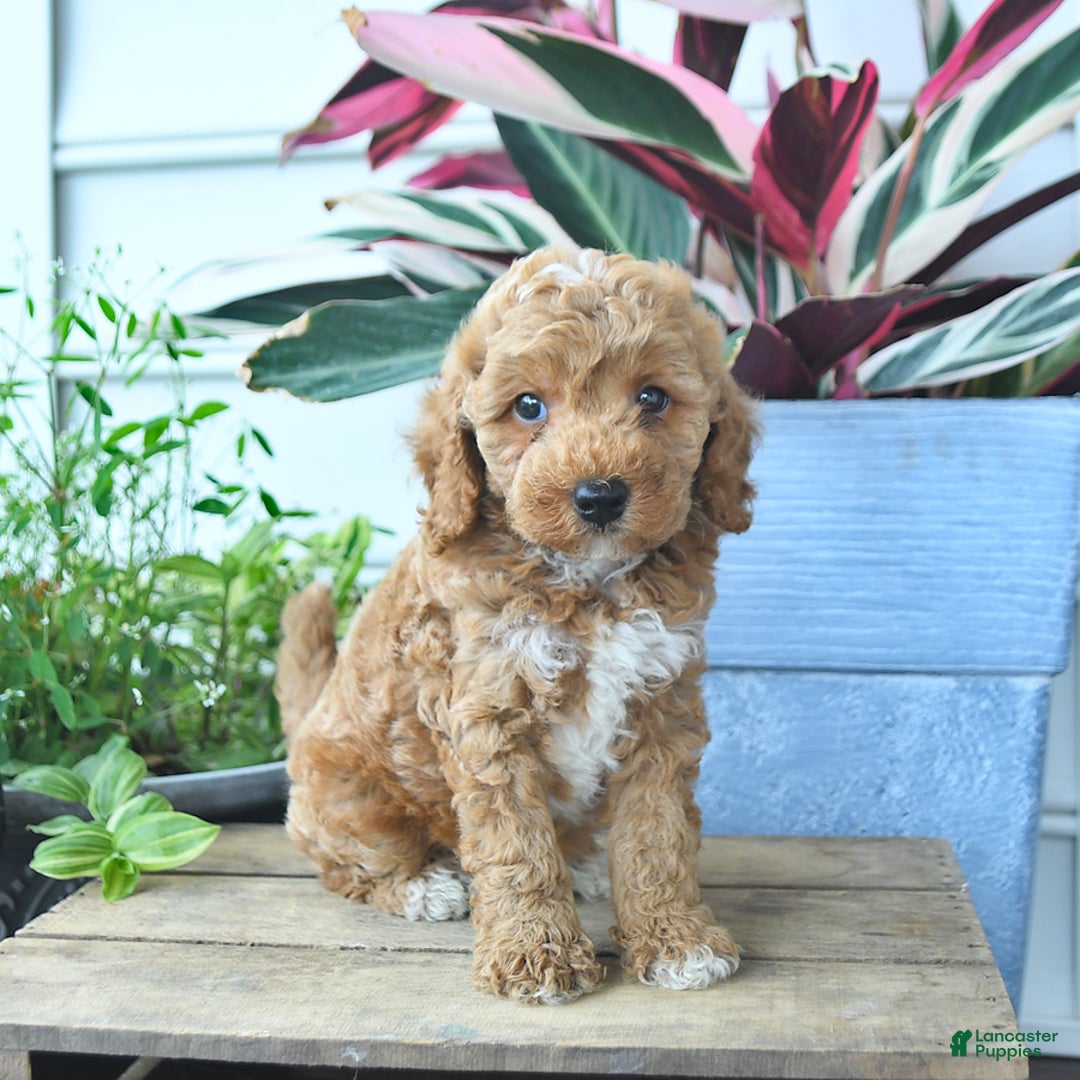 Mini Goldendoodle dogs for sale: Vegas - Image 2