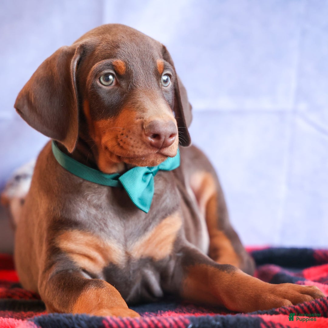 Doberman Pinscher dogs for sale: Doberman Pinscher 3 puppies - Image 3