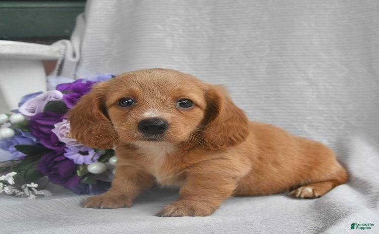 Dachshund dogs for sale - Ad 4