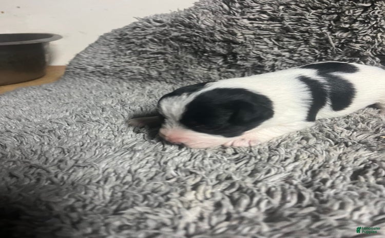 Miniature Schnauzer dogs for sale - Ad 1