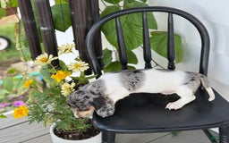 Miniature Dachshund dogs for sale: Bentley - Image 4