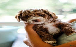 Mini Aussiedoodle dogs for sale: Cooper - Image 2