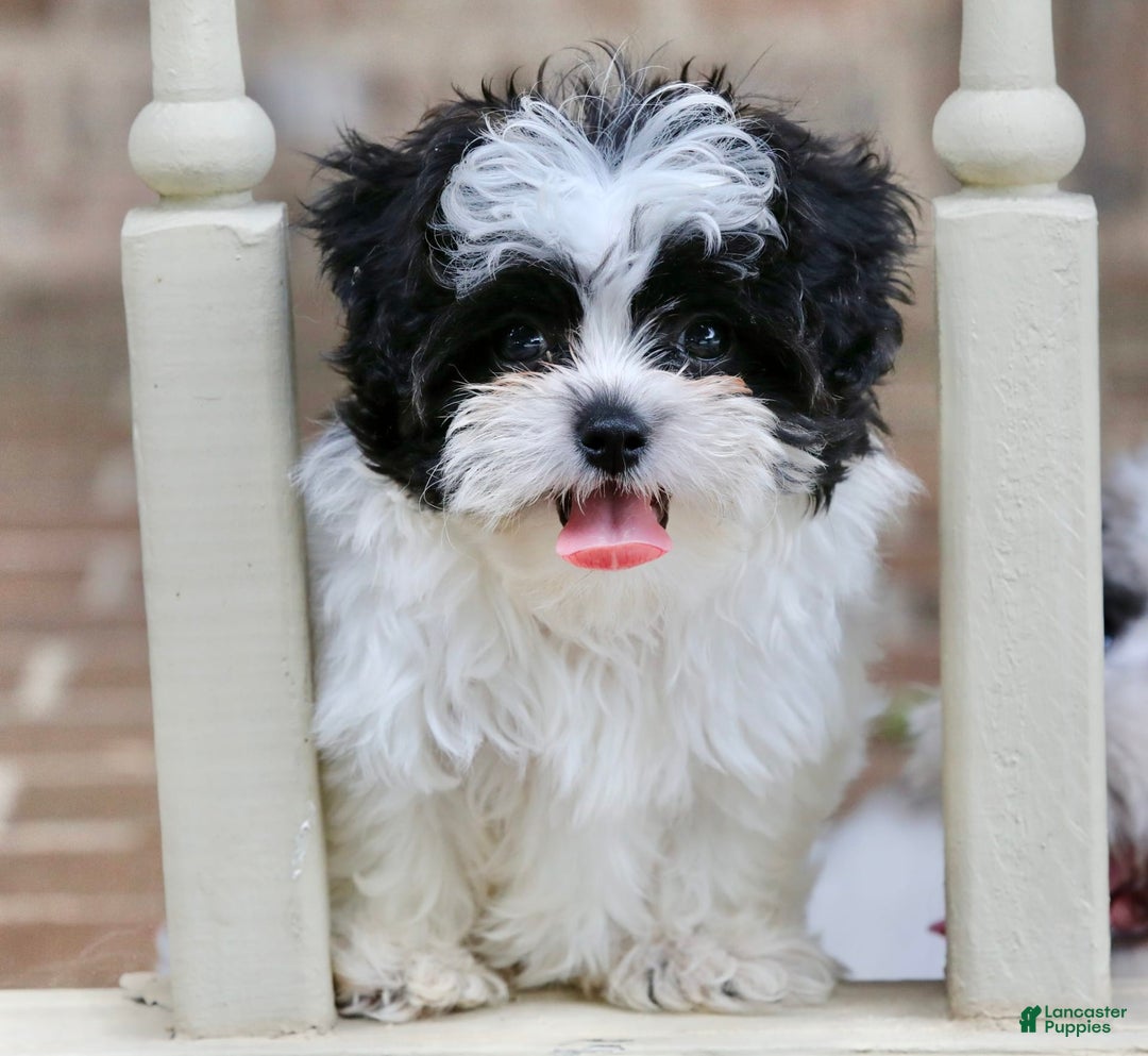 Shihpoo dogs for sale: Bingo - Image 11