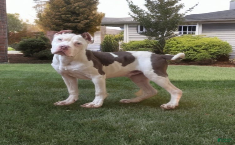 American Bully dogs for sale - Ad 5