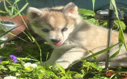 Pomsky dogs for sale: Kanan - Image 7