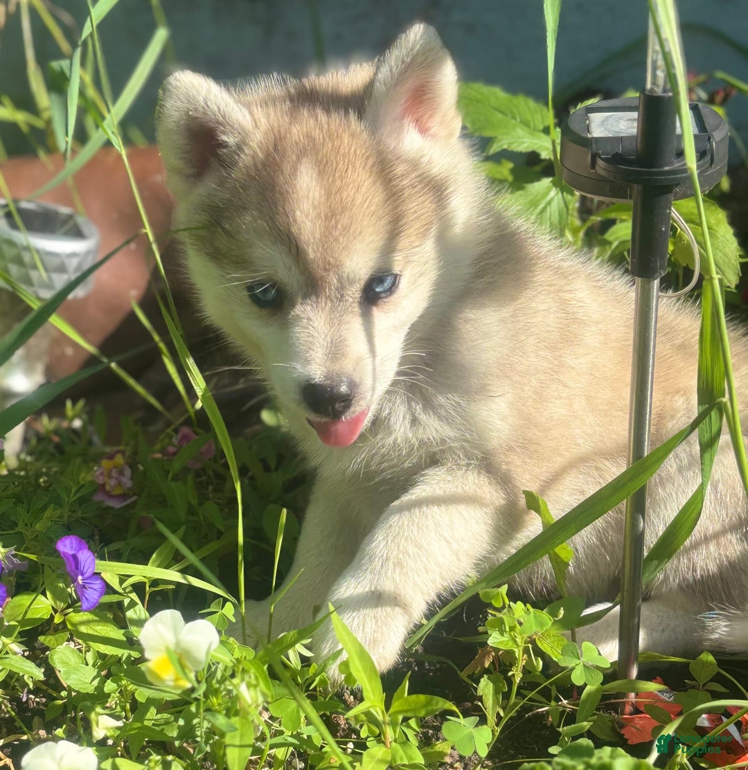Pomsky dogs for sale: Kanan - Image 7