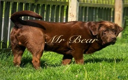 Labrador Retriever dogs for stud: Mr Bear - Image 3