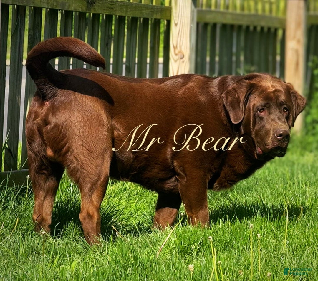 Labrador Retriever dogs for stud: Mr Bear - Image 3
