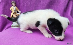 Border Collie dogs for sale: Hondo - Image 11