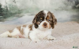 Cocker Spaniel dogs for sale: Beckham - Image 5